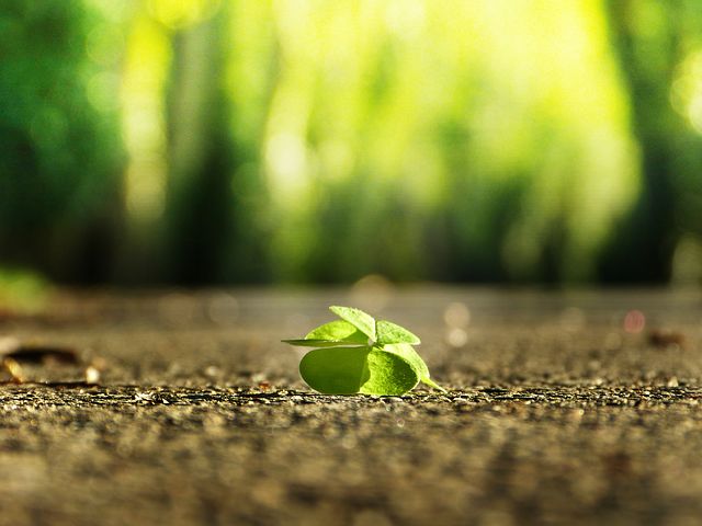 four leaf clover 3336774 480 こびと株 com